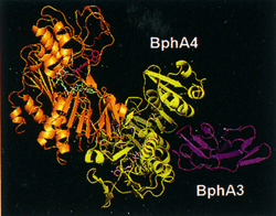 ビフェニル分解酵素系BphA4/A3 複合体の立体構造 