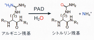 PDAが触媒する反応